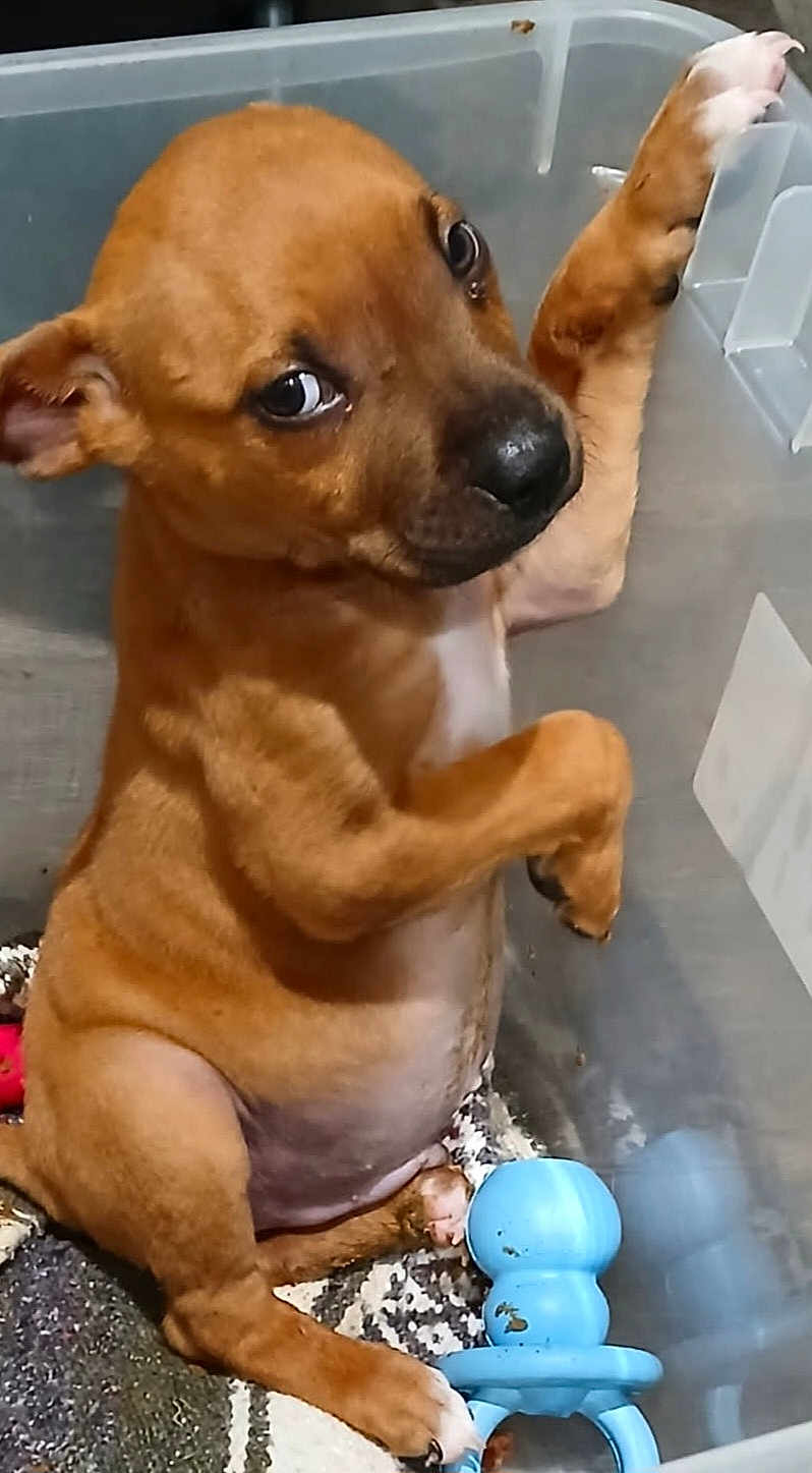 Joker joined the competition — help win amazing prizes! puppy, dog, brown_dog, plastic_container, toy, blue_toy, blanket, paw, side_eye, cute, pet, indoor, young_dog, playful, animal, canine, sitting, looking_back, fur, domestic_animal