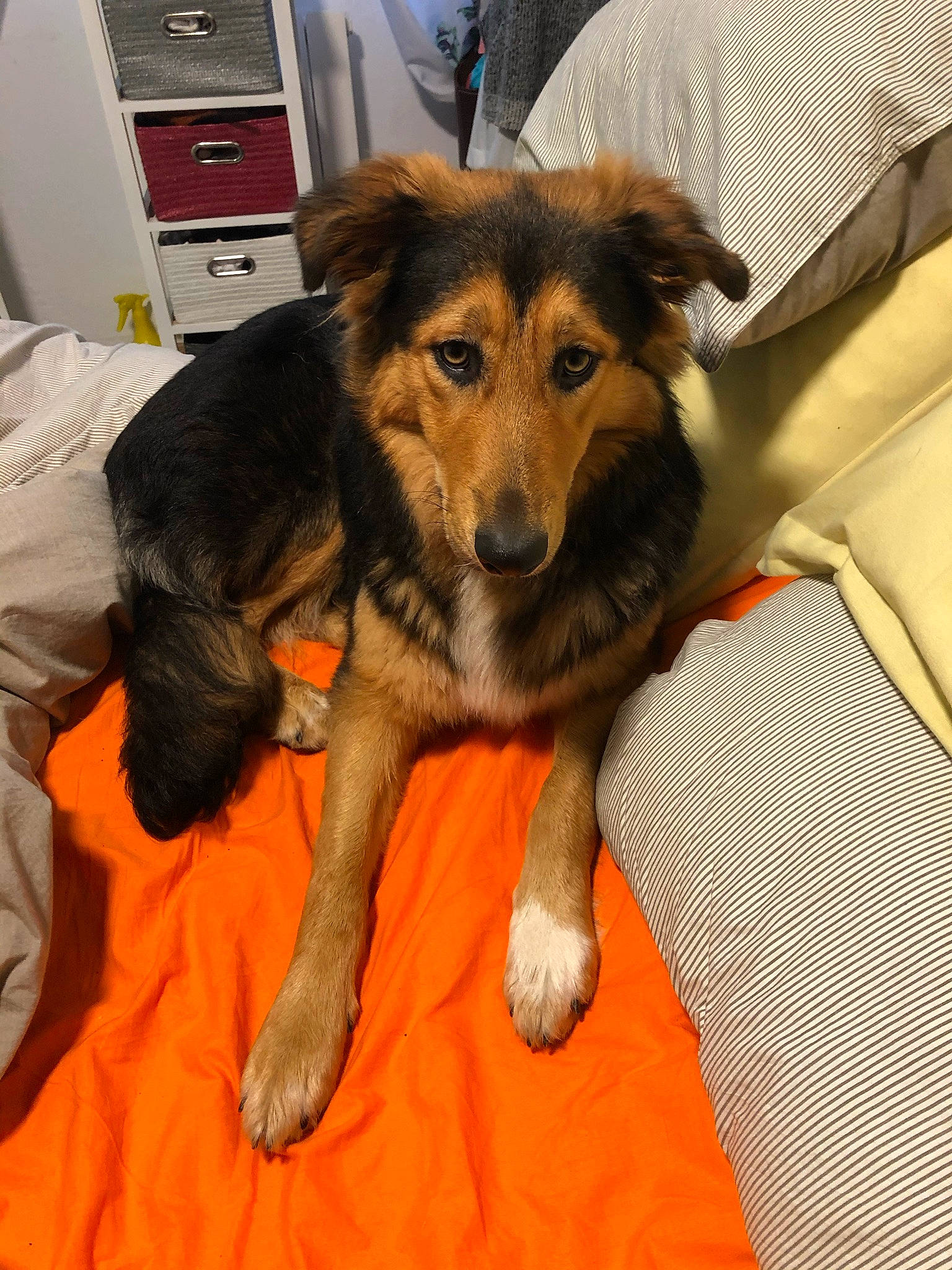 Marley a rejoint le concours — aidez-le/la à gagner de superbes lots ! canidae, carnivore, comfort, companion_dog, dog, dog_breed, dog_supply, fur, home_appliance, kitchen_appliance, lap, paw, snout, sporting_group, working_animal, working_dog