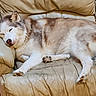 animal, brown_fur, closed_eyes, cozy, dog, fluffy, fur, home, husky, indoor, leather_couch, lying_down, nose, paws, pet, relaxed, resting, sleeping, sofa, white_fur