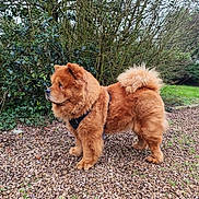 Molly participe au concours pour gagner de l'argent avec cette photo : dog, chow_chow, pet, canine, fluffy, fur, harness, outdoor, garden, shrubbery, bush, gravel, standing, side_view, curled_tail, portrait, brown, nature, leash, companion