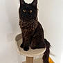 cat, black_cat, fluffy, pet, sitting, feline, yellow_eyes, cat_tree, indoor, animal, whiskers, ears, portrait, fur, looking, cute, domestic_cat, furniture, closeup, house_pet