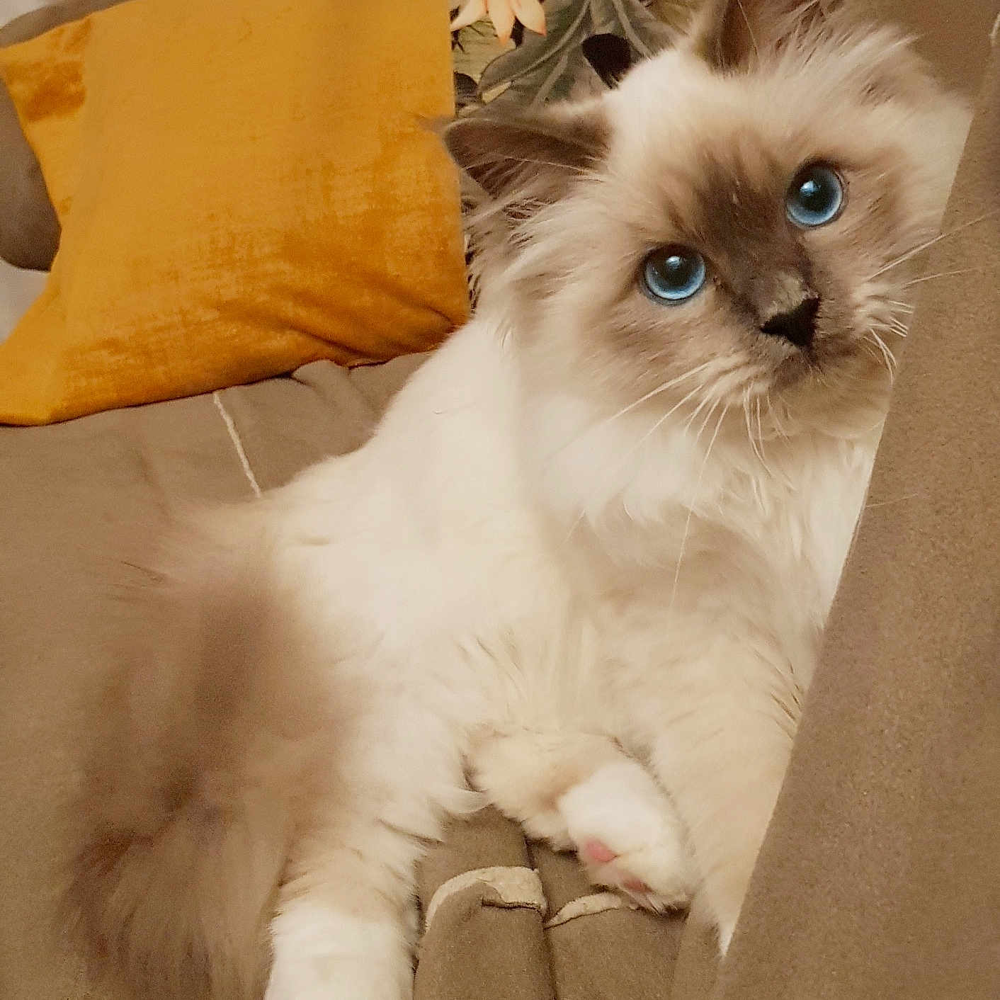 Agapé participe au concours pour gagner de l'argent avec cette photo : animal, beige, blue_eyes, cat, couch, cozy, cute, domestic, feline, fluffy, fur, indoor, living_room, mustard_yellow, pet, pillow, relaxed, resting, soft, whiskers