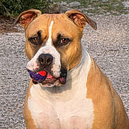 Sunny a rejoint le concours — aidez-le/la à gagner de superbes lots ! dog, ball, outdoor, pet, animal, gravel, playing, brown, white, ears, face, mouth, fur, nature, grass, eyes, canine, muzzle, sitting, toy
