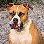 dog, ball, outdoor, pet, animal, gravel, playing, brown, white, ears, face, mouth, fur, nature, grass, eyes, canine, muzzle, sitting, toy