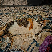 Lilah is registered to the contest to win money with this photo: cat, calico_cat, rug, patterned_rug, indoor, pet, relaxed, lying_down, purple_slipper, footwear, cozy, home_interior, floor, animal, feline, whiskers, ears, fur, paws, domestic_animal