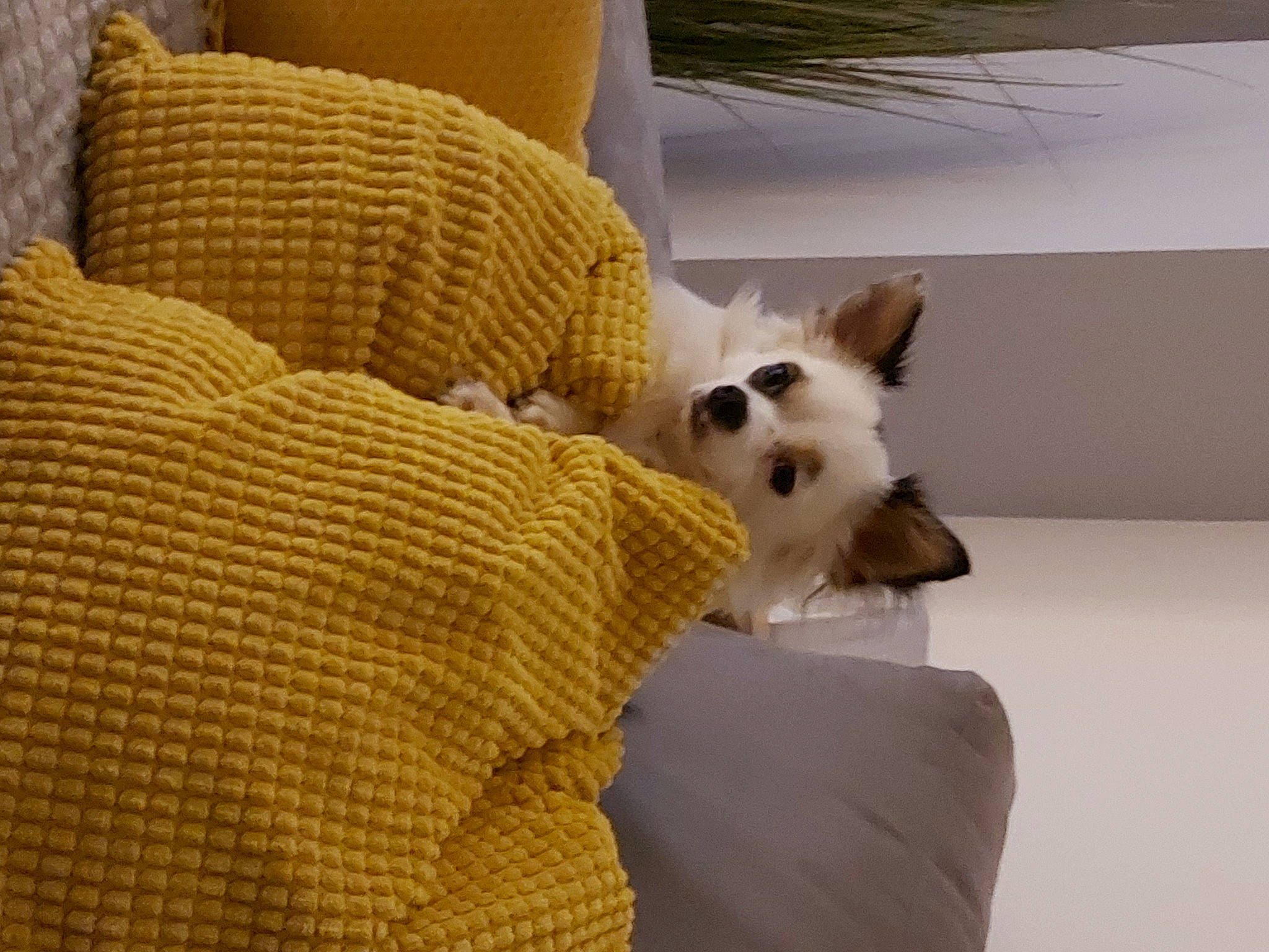 Elliot a rejoint le concours — aidez-le/la à gagner de superbes lots ! canidae, carnivore, comfort, companion_dog, dog, dog_breed, dog_supply, fawn, felidae, flooring, fur, mammal, pet_supply, sitting, small_to_medium_sized_cats, toy_dog, vertebrate, whiskers, wood, working_animal