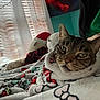 cat, tabby_cat, blanket, bed, window, curtains, indoor, cozy, resting, sleeping_cat, person, green_shirt, stuffed_toy, soft_light, furniture, home, animal, pet, relaxation, comfort