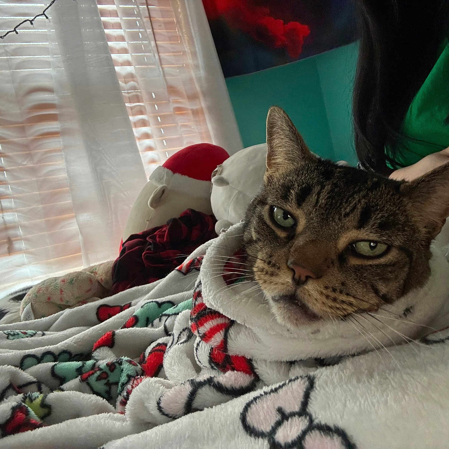 Simba joined the competition — help win amazing prizes! animal, bed, blanket, cat, comfort, cozy, curtains, furniture, green_shirt, home, indoor, person, pet, relaxation, resting, sleeping_cat, soft_light, stuffed_toy, tabby_cat, window