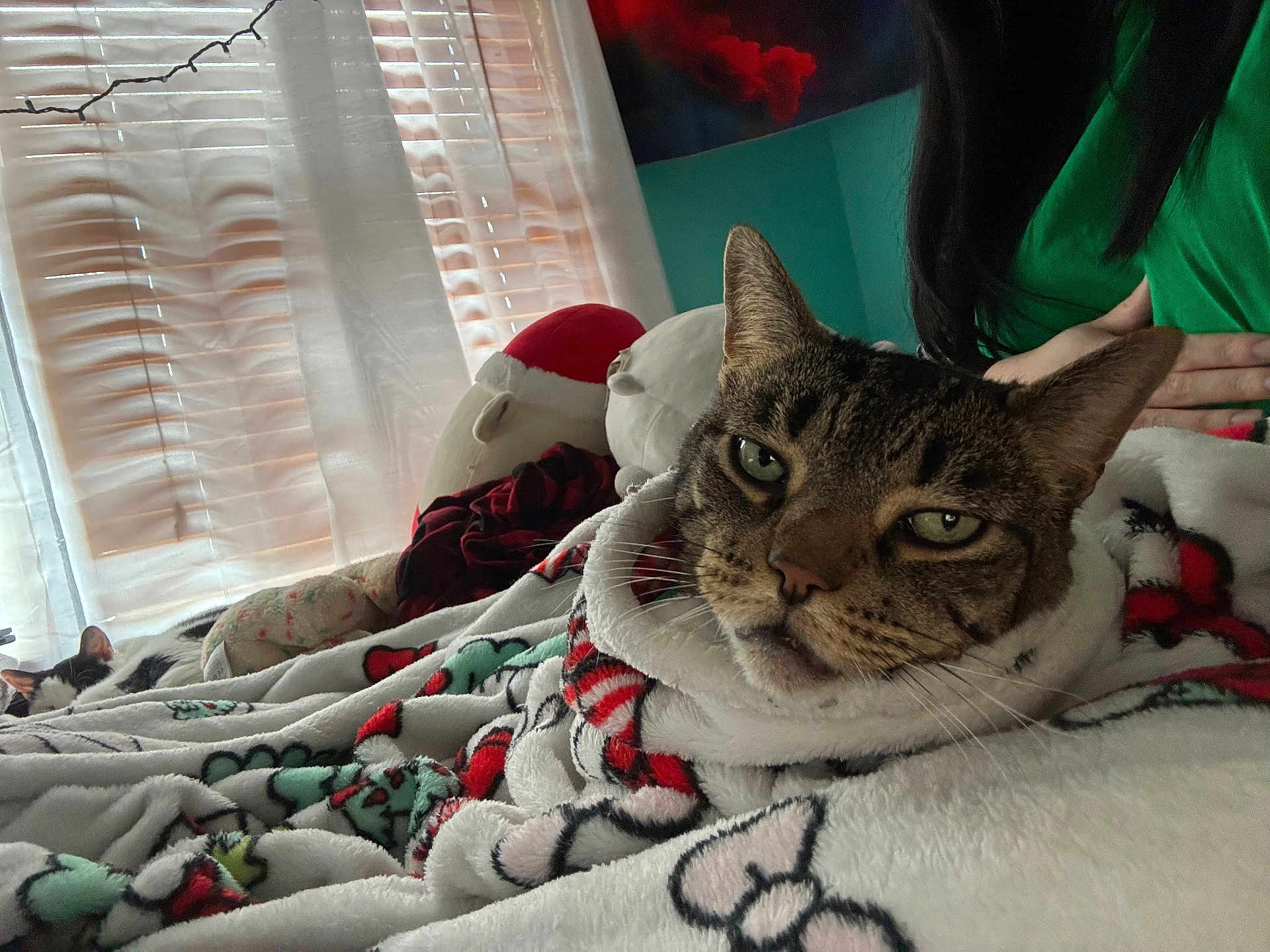 Simba joined the competition — help win amazing prizes! cat, tabby_cat, blanket, bed, window, curtains, indoor, cozy, resting, sleeping_cat, person, green_shirt, stuffed_toy, soft_light, furniture, home, animal, pet, relaxation, comfort