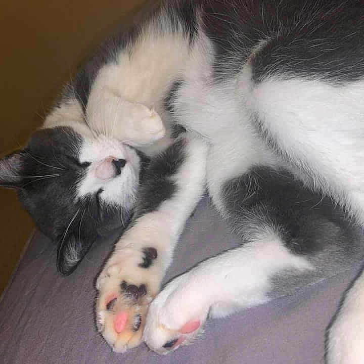 Shadow participe au concours pour gagner de l'argent avec cette photo : animal, bed, black_and_white, cat, closeup, comfort, cozy, cute, domestic_cat, feline, fur, indoor, nap, paw_pads, pet, relaxed, resting, sleeping, soft, whiskers