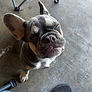 Brody Wayne joined the competition — help win amazing prizes! dog, french_bulldog, puppy, concrete_floor, shoe, jeans, folding_chair, pet, looking_up, ears, whiskers, close_up, indoor, paw, snout, cute, animal, companion, expression, sitting