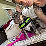 Brody Wayne is registered to the contest to win money with this photo: dog, person, couch, outdoor, towel, harness, tattoo, smile, pet, window, wall, furniture, relaxing, companion, portrait, animal, sitting, human, casual, resting