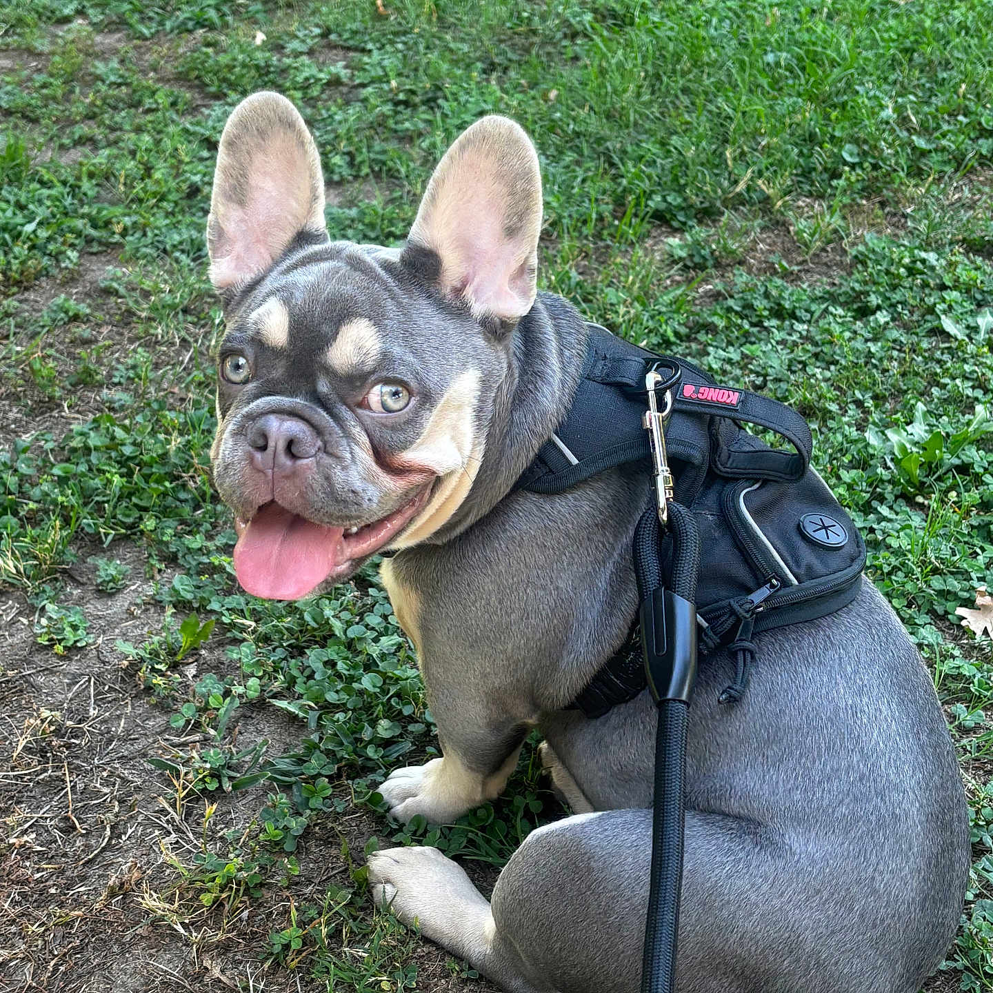 Brody Wayne joined the competition — help win amazing prizes! animal, canine, closeup, companion, cute, dog, domestic_animal, ears, french_bulldog, grass, happy, harness, leash, nature, outdoor, pet, playful, sitting, smiling, tongue