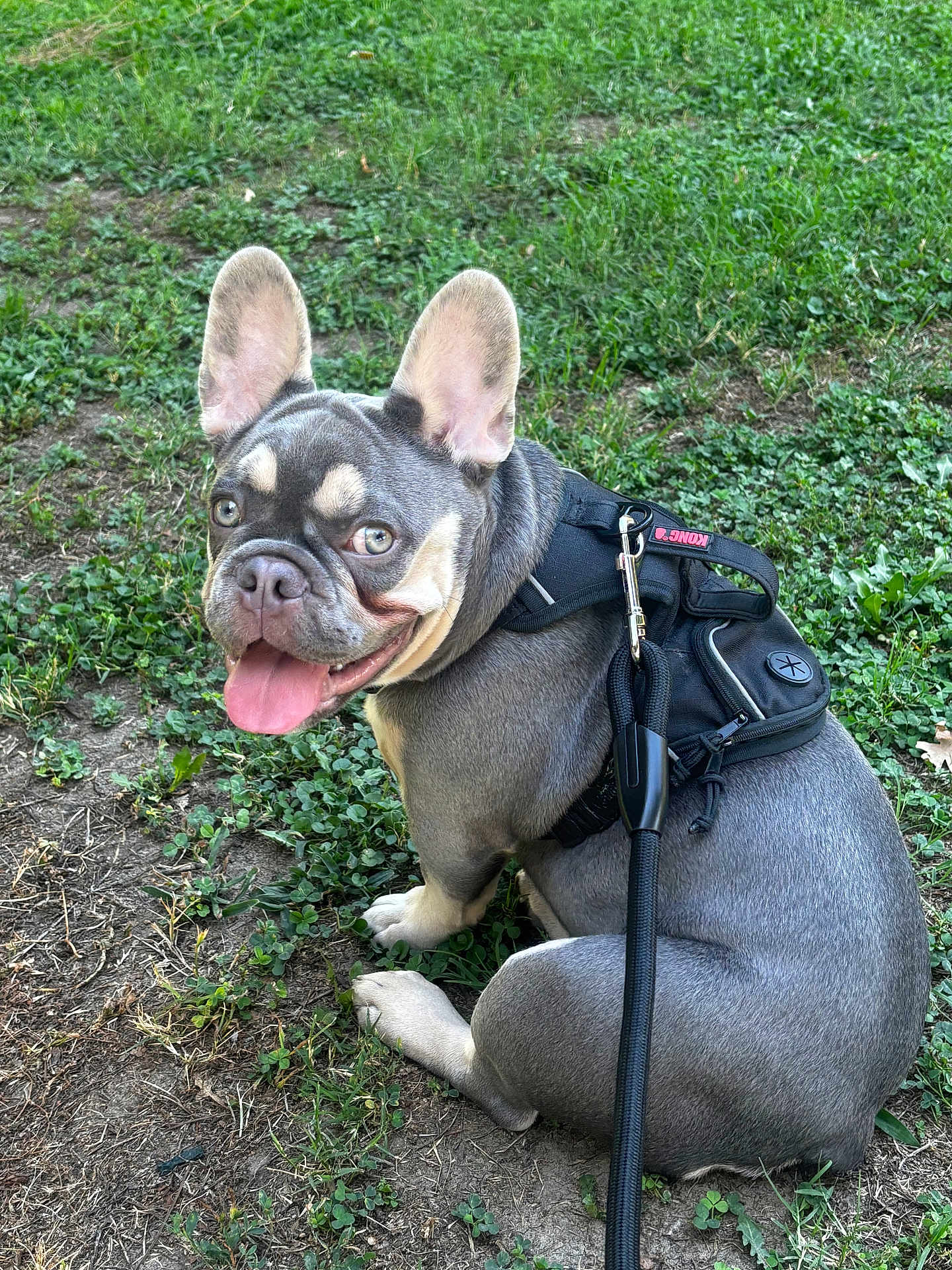 Brody Wayne joined the competition — help win amazing prizes! dog, french_bulldog, pet, animal, leash, harness, grass, outdoor, canine, ears, tongue, smiling, sitting, playful, nature, closeup, happy, domestic_animal, companion, cute