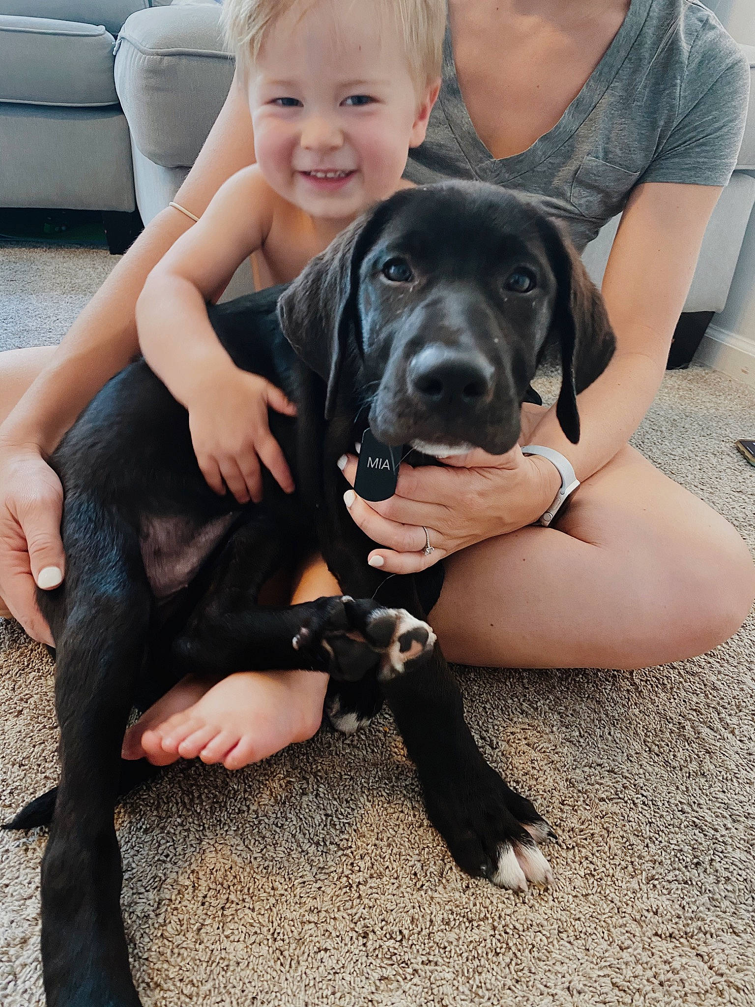 Mia joined the competition — help win amazing prizes! beagador, blue_lacy, canidae, carnivore, companion_dog, dog, dog_breed, fawn, great_dane, guard_dog, labrador_retriever, mammal, sporting_group, vertebrate