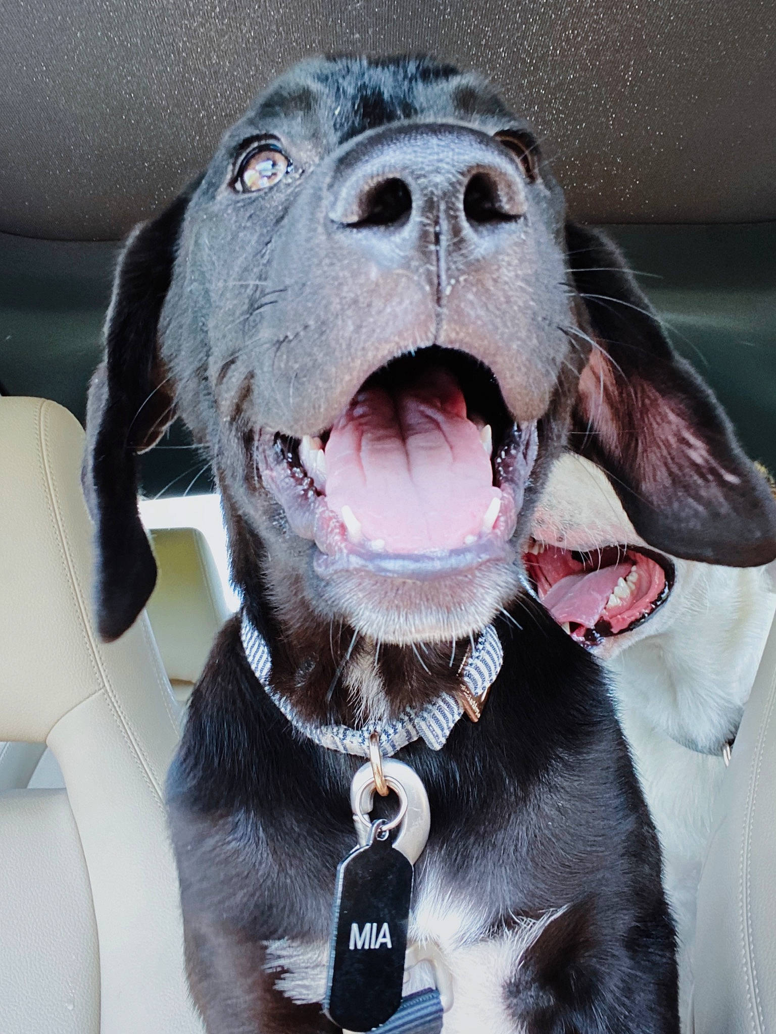 Mia joined the competition — help win amazing prizes! canidae, carnivore, dog, dog_breed, facial_expression, fang, fur, great_dane, guard_dog, jaw, mouth, nose, organ, smile, snout, sporting_group, tongue, tooth, whiskers, yawn