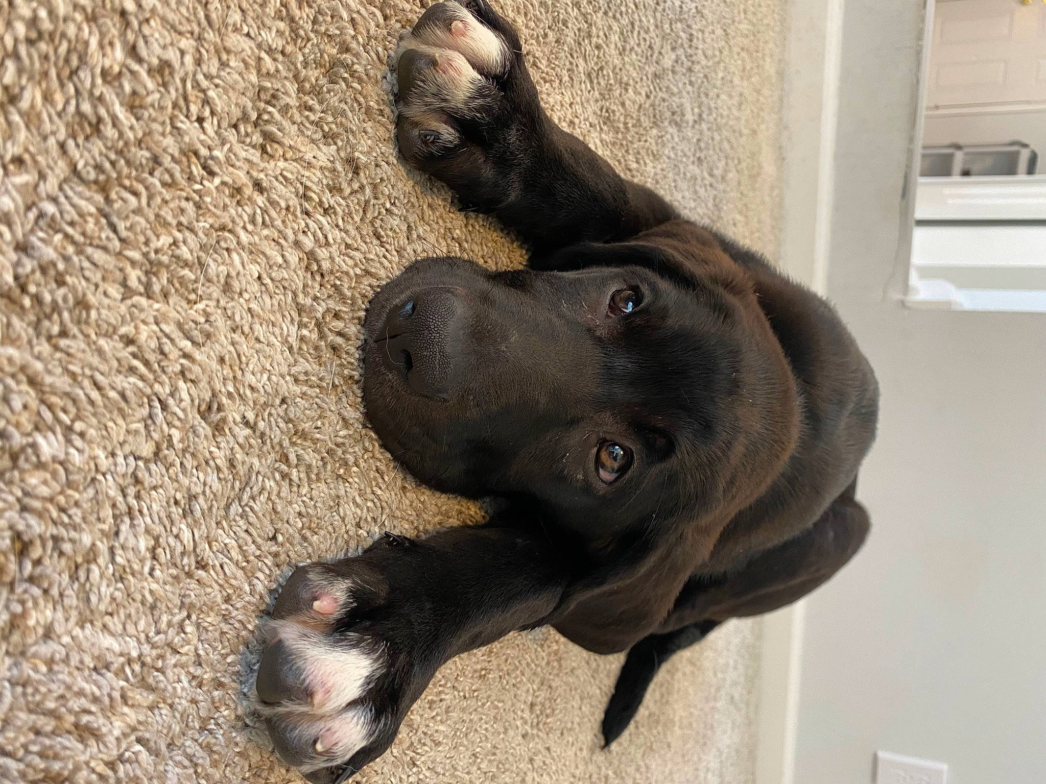 Mia joined the competition — help win amazing prizes! american_pit_bull_terrier, bandog, boerboel, cane_corso, canidae, carnivore, dog, dog_breed, fawn, fila_brasileiro, great_dane, guard_dog, non_sporting_group, nose, puppy, snout, sporting_group