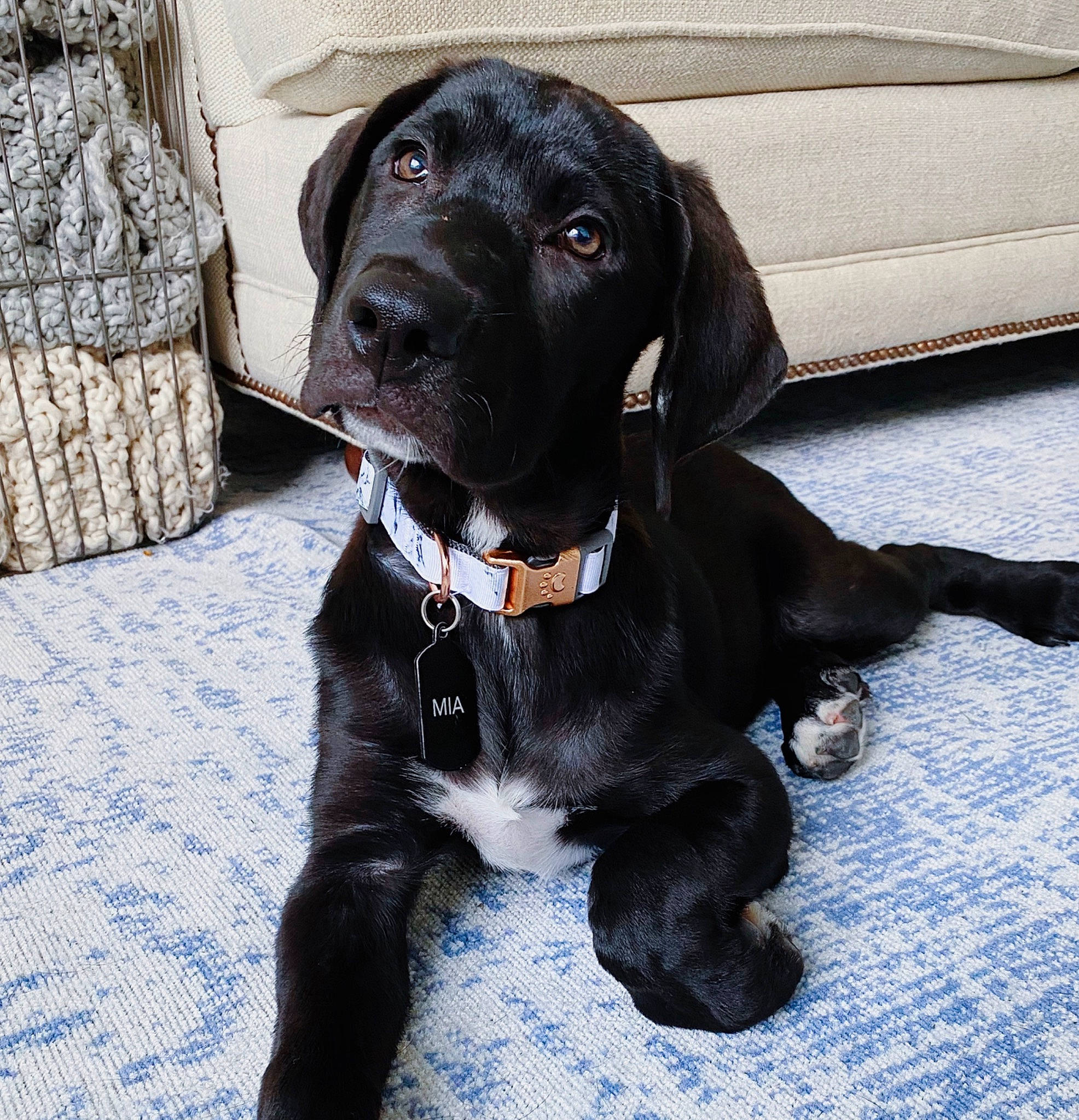 Mia joined the competition — help win amazing prizes! beagador, borador, canidae, carnivore, companion_dog, dog, dog_breed, fawn, hunting_dog, labrador_retriever, mammal, pointer, pointing_breed, puppy, rare_breed_dog, retriever, snout, sporting_group, vertebrate