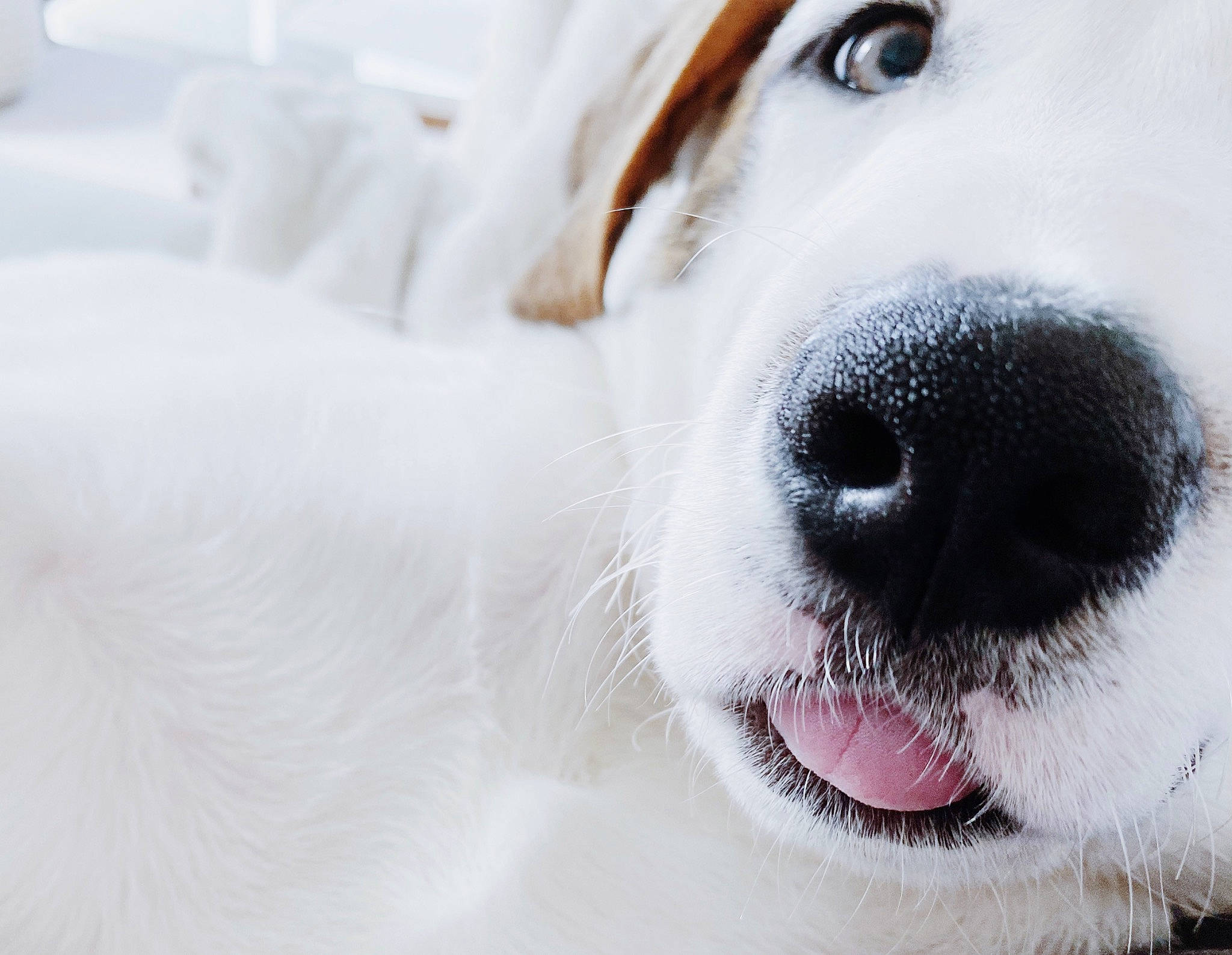 Monkey is registered to the contest to win money with this photo: canidae, carnivore, close_up, companion_dog, dog, dog_breed, fur, great_pyrenees, mammal, nose, rare_breed_dog, snout, sporting_group, tongue, whiskers