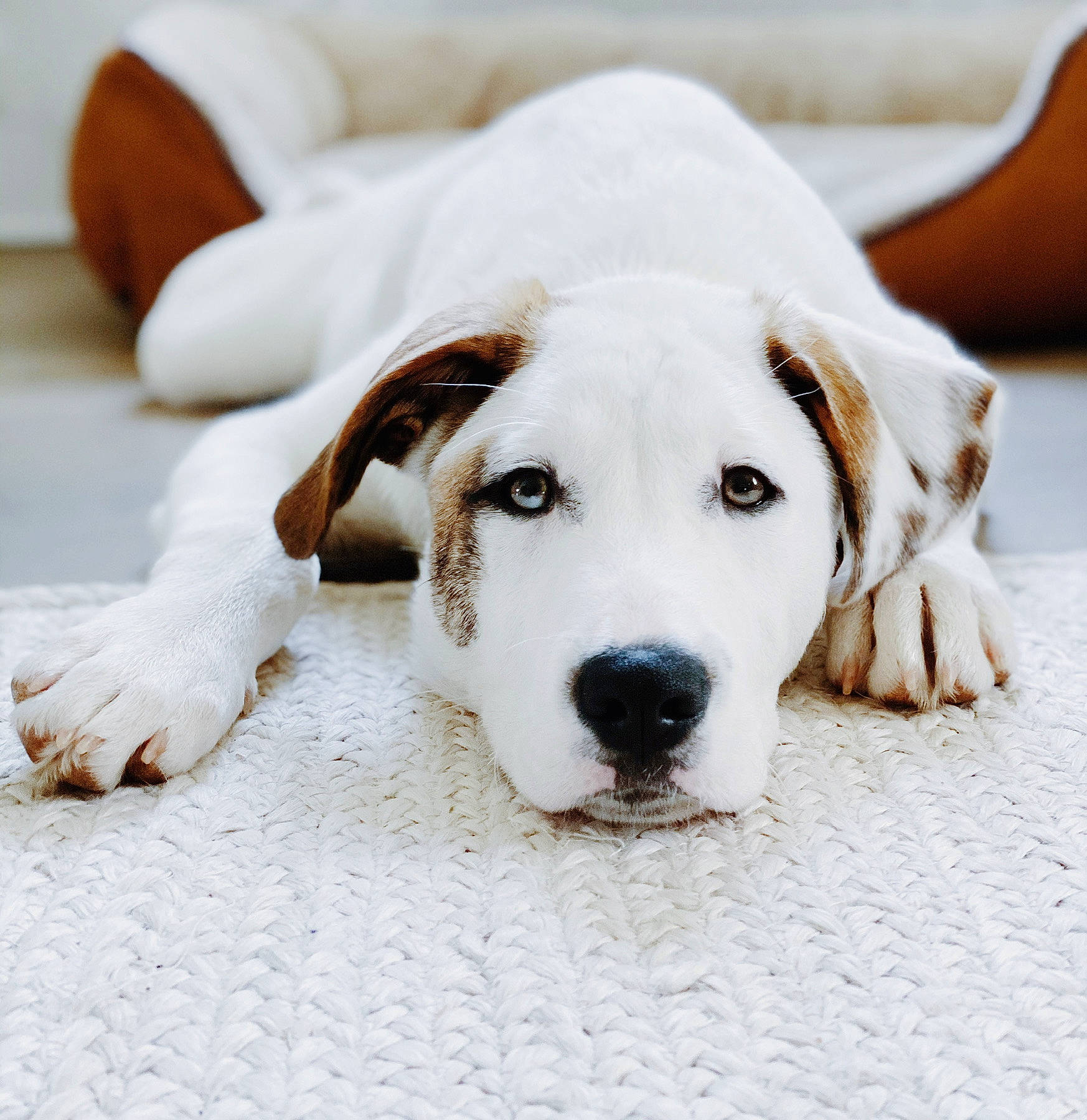 Monkey is registered to the contest to win money with this photo: canidae, carnivore, companion_dog, dog, dog_breed, mammal, non_sporting_group, puppy, rare_breed_dog, snout, sporting_group, vertebrate