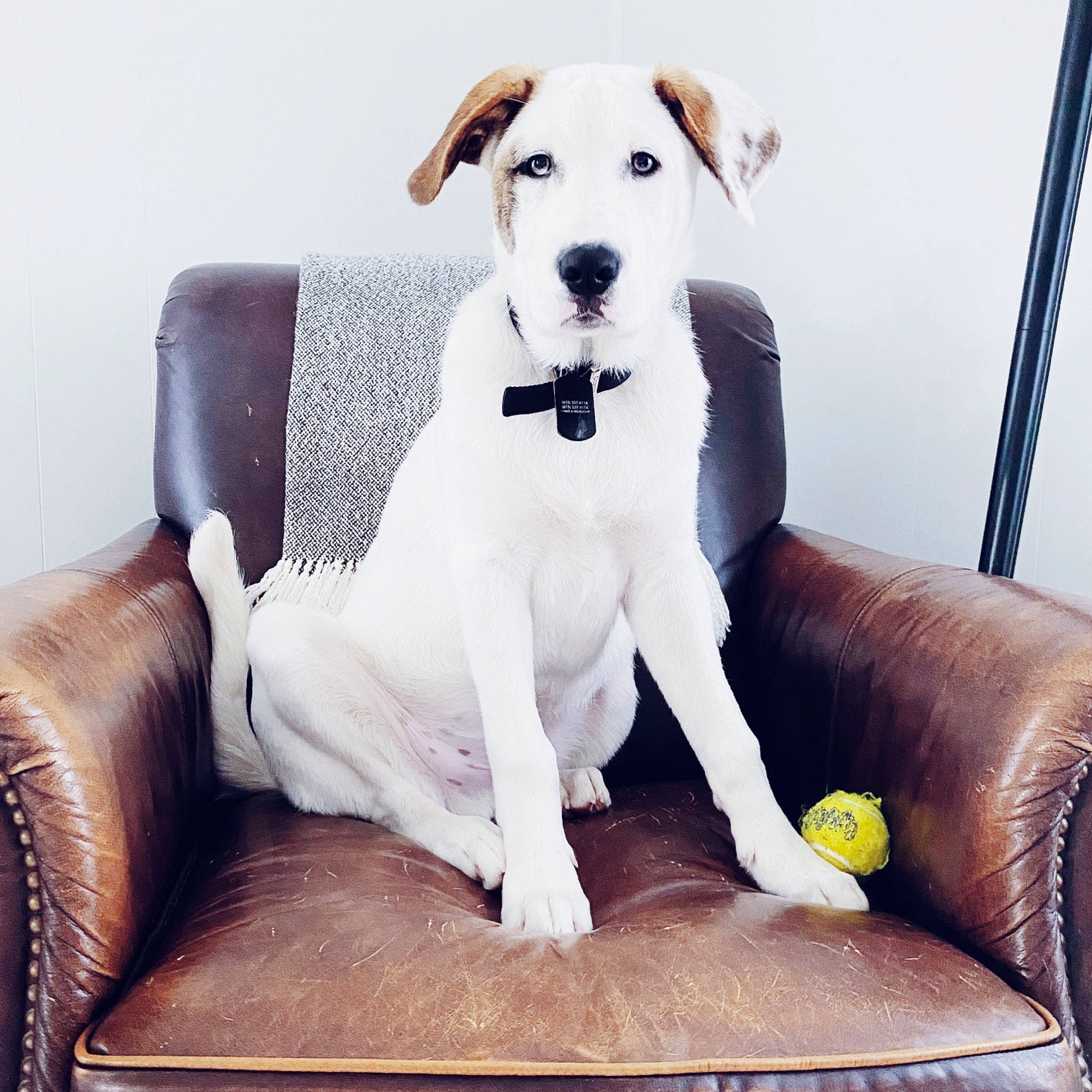 Monkey is registered to the contest to win money with this photo: canidae, carnivore, chair, companion_dog, couch, dog, dog_breed, dogo_argentino, furniture, guard_dog, mammal, non_sporting_group, parson_russell_terrier, puppy, puppy_love, russell_terrier, sitting, sporting_group, tail, vertebrate