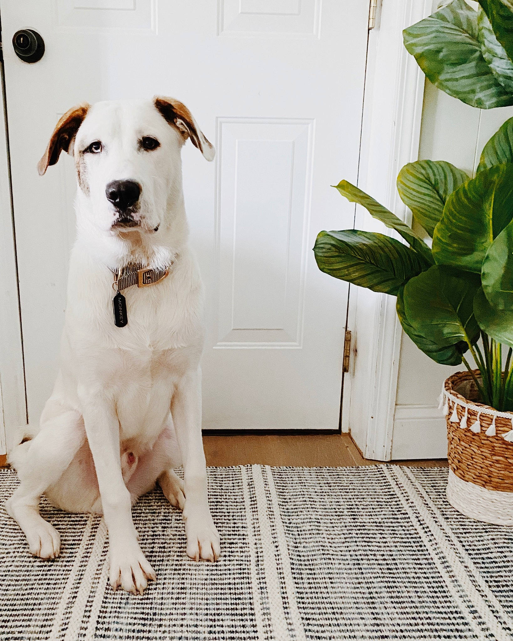 Monkey joined the competition — help win amazing prizes! canidae, carnivore, companion_dog, dog, dog_breed, fawn, floor, labrador_retriever, mammal, non_sporting_group, plant, puppy, rare_breed_dog, retriever, sporting_group, tail, white