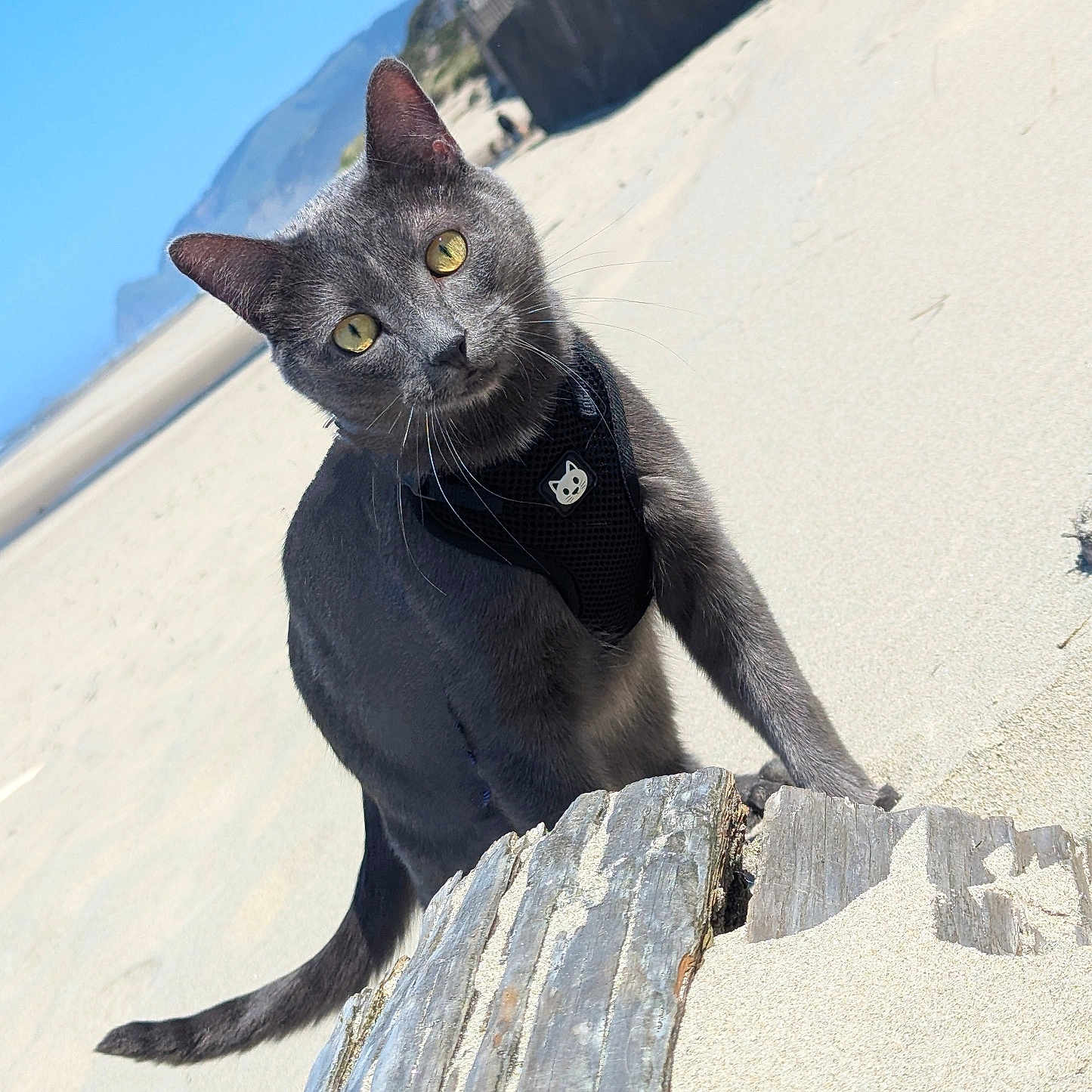 Ruby is registered to the contest to win money with this photo: animal, beach, cat, closeup, curious, daytime, driftwood, feline, gray_cat, harness, mountains, nature, outdoor, pet, playful, sand, sky, sunny, tail, whiskers