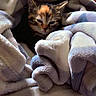 kitten, cat, calico, animal, pet, fur, whiskers, ears, eyes, face, blanket, fleece, cozy, indoors, cuddly, sleepy, portrait, closeup, warm, relaxed