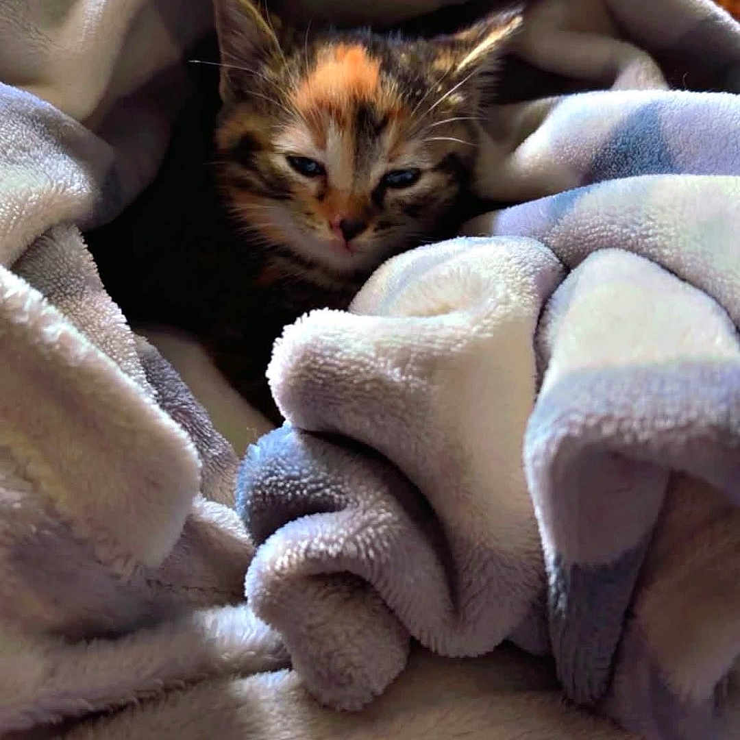 Lucy is registered to the contest to win money with this photo: kitten, cat, calico, animal, pet, fur, whiskers, ears, eyes, face, blanket, fleece, cozy, indoors, cuddly, sleepy, portrait, closeup, warm, relaxed