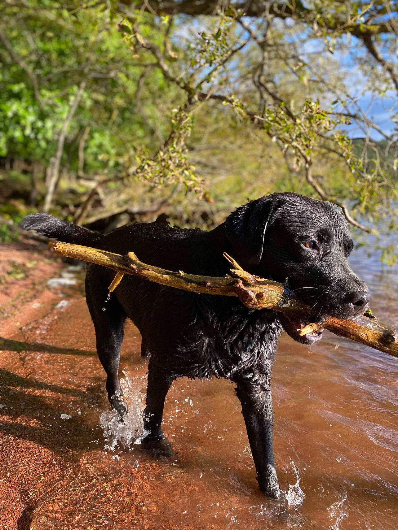 Mokka a rejoint le concours — aidez-le/la à gagner de superbes lots ! canidae, carnivore, collar, companion_dog, dog, dog_breed, dog_collar, fawn, guard_dog, gun_dog, liver, plant, retriever, snout, sporting_group, tail, terrestrial_animal, tree, water, working_animal