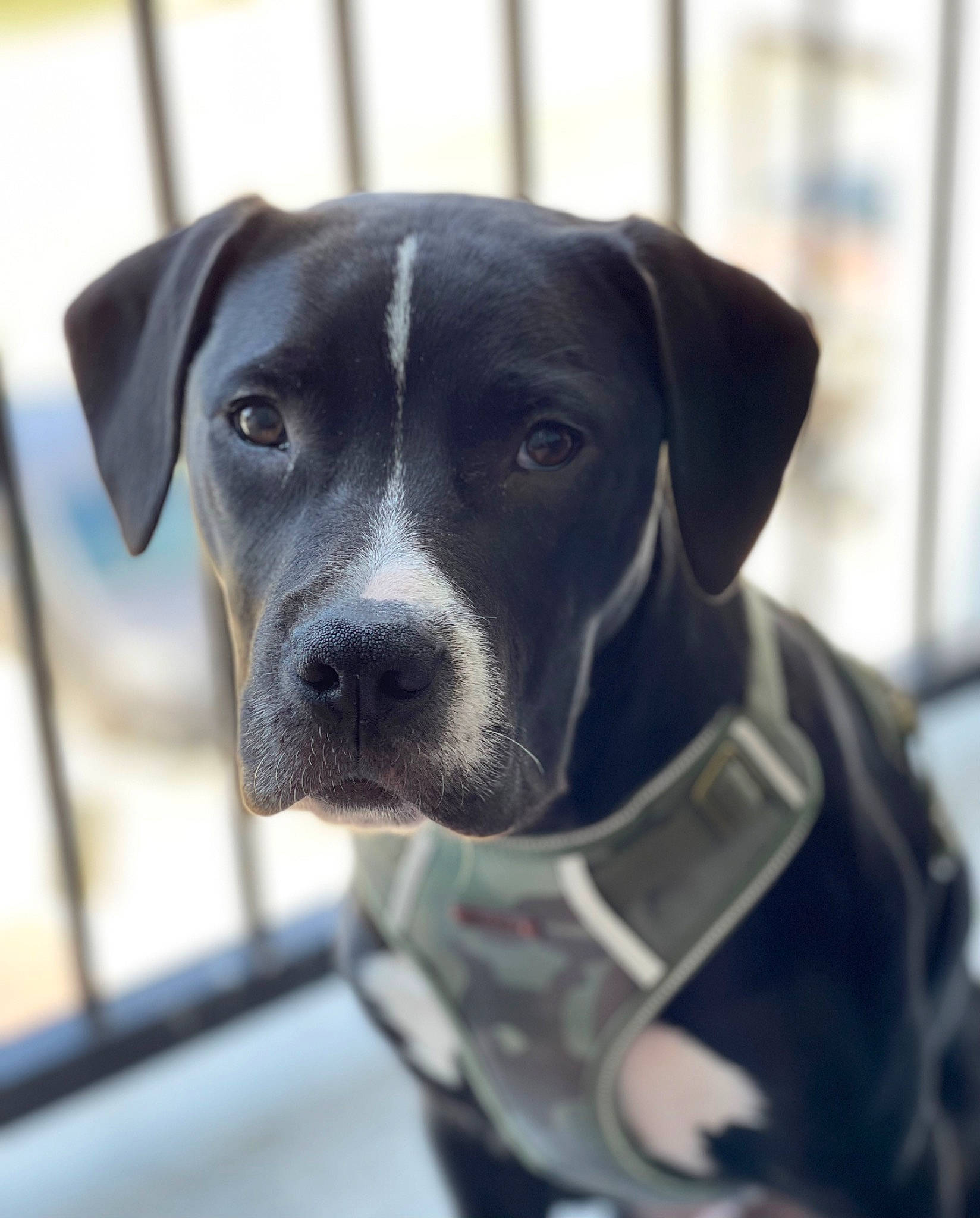 Kage joined the competition — help win amazing prizes! borador, canidae, carnivore, collar, companion_dog, dog, dog_breed, dog_collar, dog_supply, electric_blue, eye, fawn, hunting_dog, non_sporting_group, personal_protective_equipment, pet_supply, snout, sporting_group, whiskers, working_animal