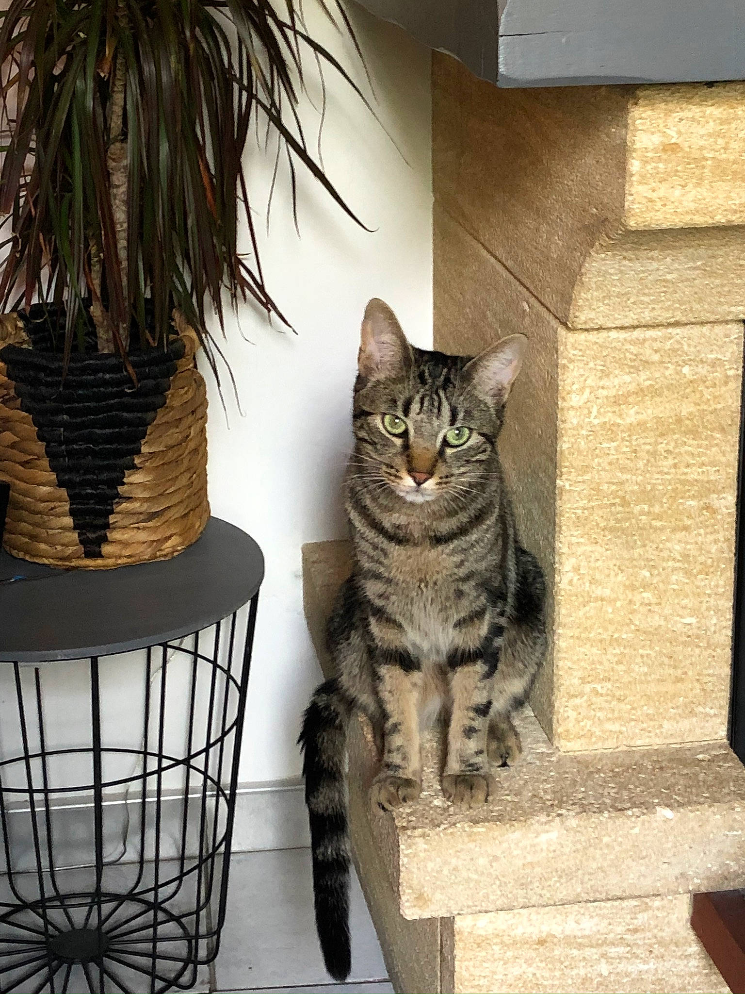 Omalley a rejoint le concours — aidez-le/la à gagner de superbes lots ! american_shorthair, asian, bengal, california_spangled, carnivore, cat, domestic_short_haired_cat, dragon_li, egyptian_mau, european_shorthair, felidae, kitten, ocicat, pixie_bob, plant, small_to_medium_sized_cats, tabby_cat, tree, whiskers, wild_cat