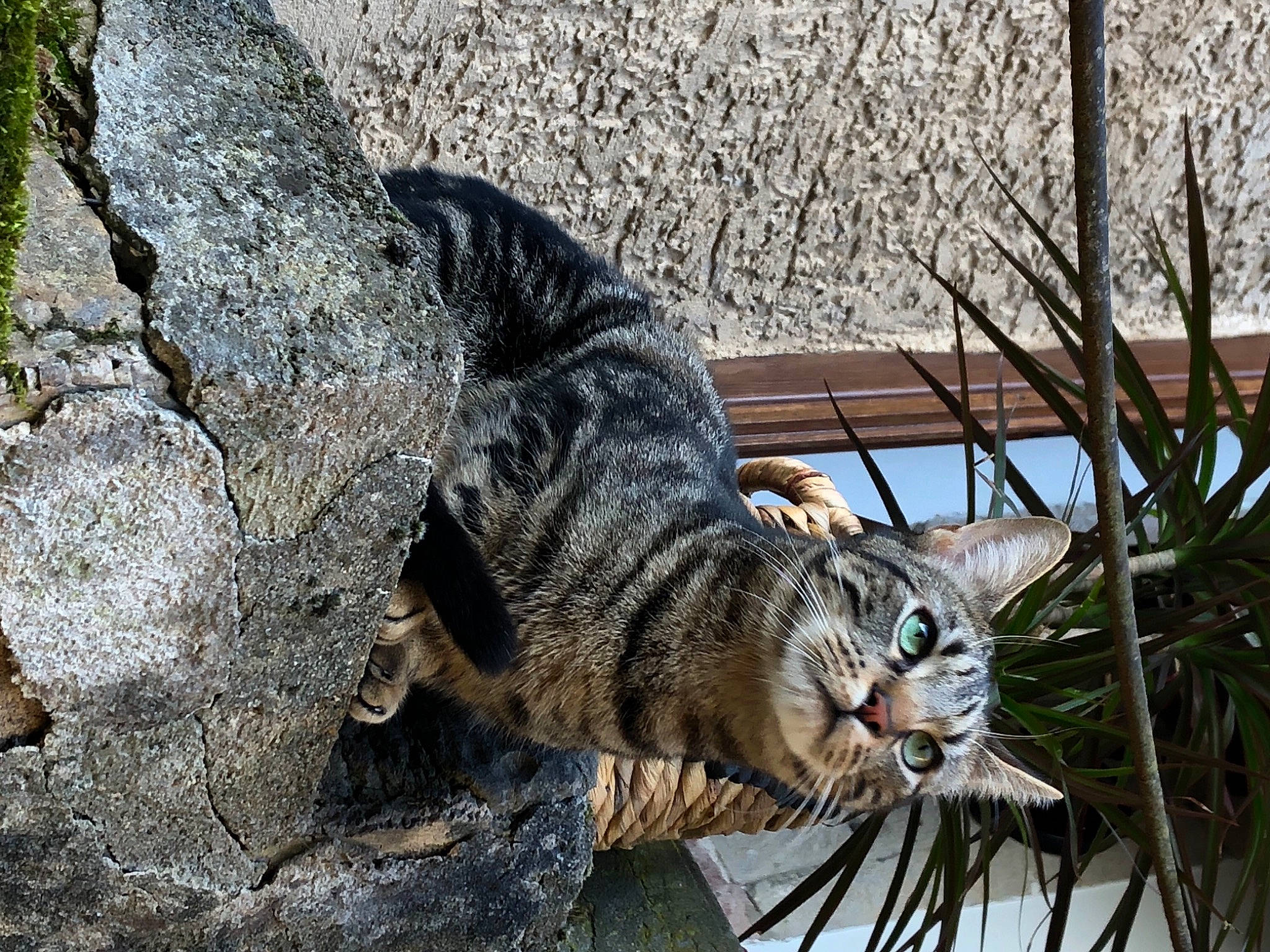 Omalley a rejoint le concours — aidez-le/la à gagner de superbes lots ! american_shorthair, asian, carnivore, cat, domestic_short_haired_cat, dragon_li, european_shorthair, felidae, mammal, pixie_bob, plant, rusty_spotted_cat, small_to_medium_sized_cats, tabby_cat, tree, vertebrate, whiskers, wild_cat, wildlife