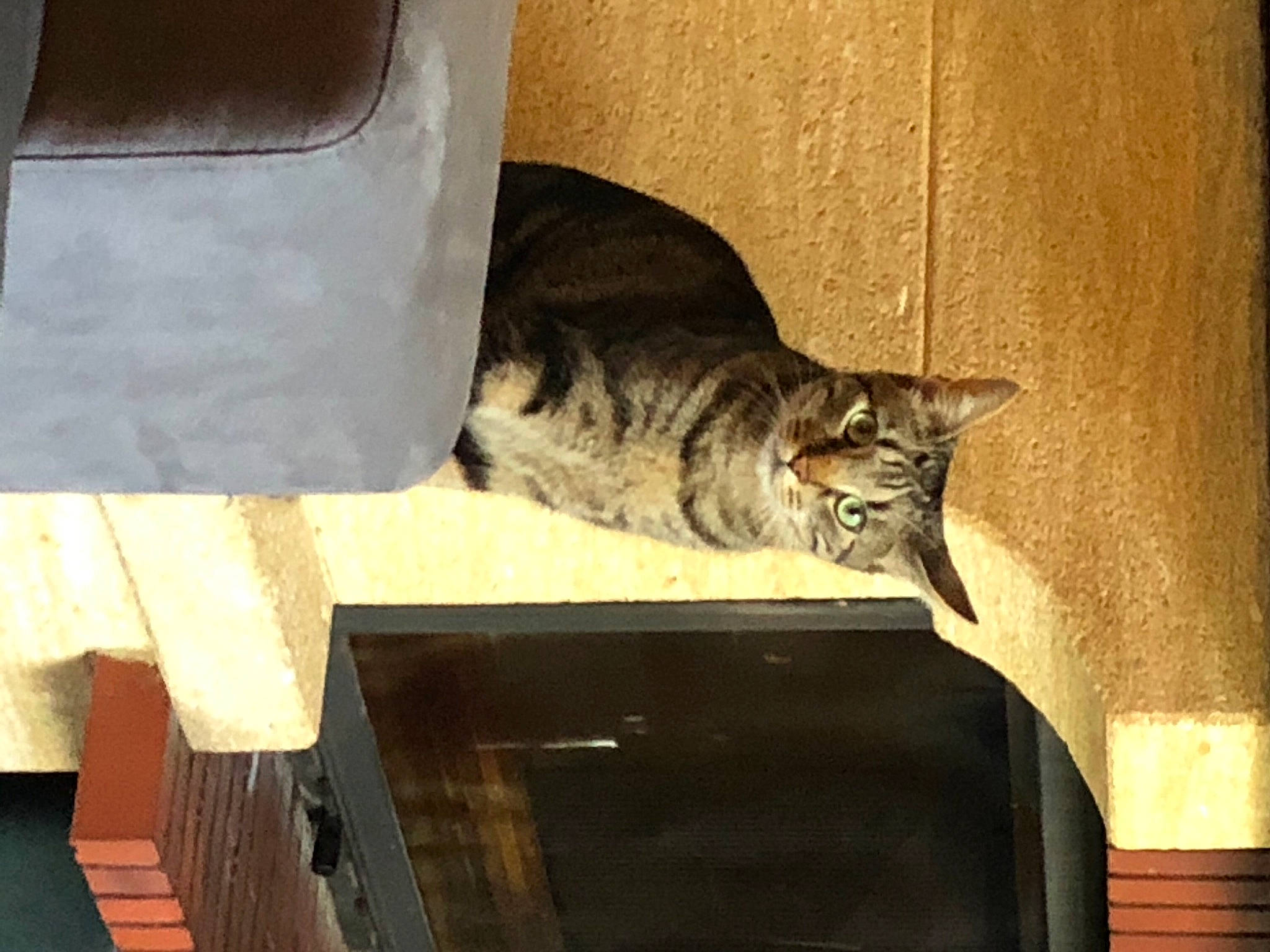 Omalley a rejoint le concours — aidez-le/la à gagner de superbes lots ! asian, carnivore, cat, domestic_short_haired_cat, dragon_li, european_shorthair, felidae, ocicat, small_to_medium_sized_cats, tabby_cat, tail, whiskers, wood