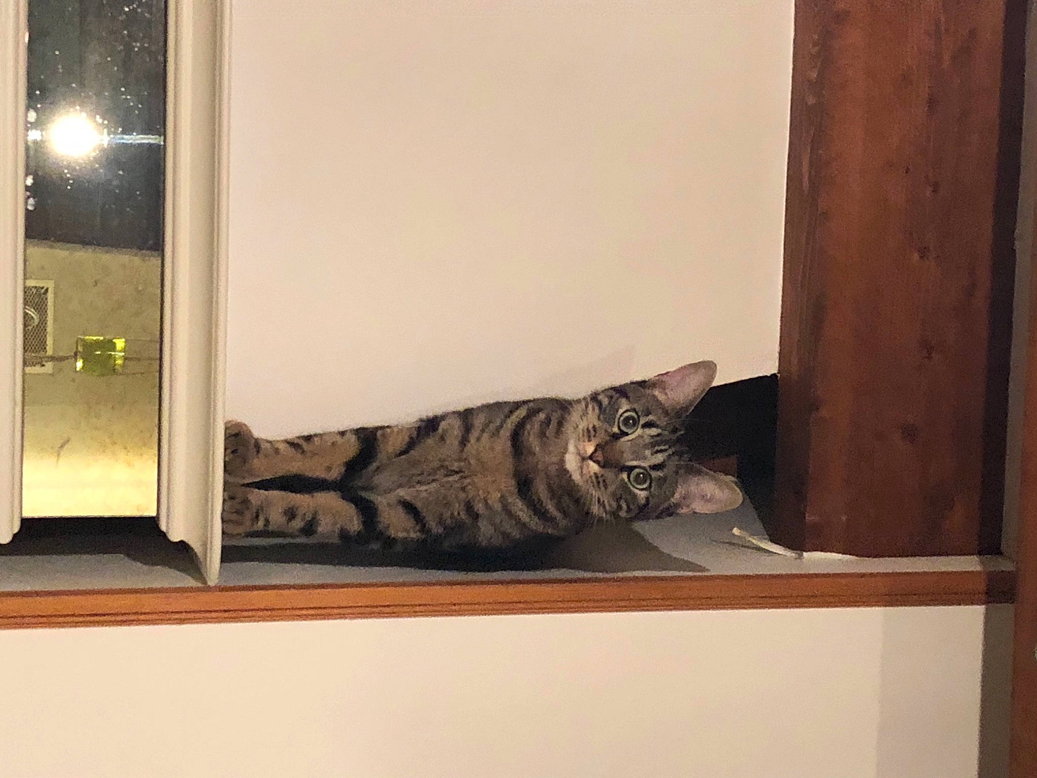 Omalley participe au concours pour gagner de l'argent avec cette photo : bengal, carnivore, cat, european_shorthair, felidae, furniture, house, interior_design, ocicat, room, small_to_medium_sized_cats, tabby_cat, whiskers, window, wood