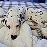 Dj joined the competition — help win amazing prizes! animal, bedspread, black_spots, blanket, cozy, cute, dalmatian, dog, face, fur, indoors, lying_down, pet, plaid, puppy, resting, sleepy, soft, spots, white