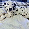Dj is registered to the contest to win money with this photo: animal, bed, black_spots, blanket, cozy, cute, dalmatian, dog, fur, indoor, lying_down, paw, pet, plaid, portrait, puppy, resting, tennis_ball, white, young