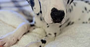 Dj joined the competition — help win amazing prizes! animal, black_spots, blanket, canine, close_up, cute, dalmatian, dog, domestic_animal, fluffy, fur, indoor, laying_down, pet, portrait, puppy, relaxed, soft_texture, toy, white_fur