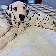 Dj is registered to the contest to win money with this photo: animal, bed, blanket, companion, cozy, cute, dalmatian, dog, domestic_animal, fur, indoors, lying_down, paw, pet, plaid, puppy, relaxed, spots, toy, young