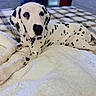animal, bed, blanket, companion, cozy, cute, dalmatian, dog, domestic_animal, fur, indoors, lying_down, paw, pet, plaid, puppy, relaxed, spots, toy, young