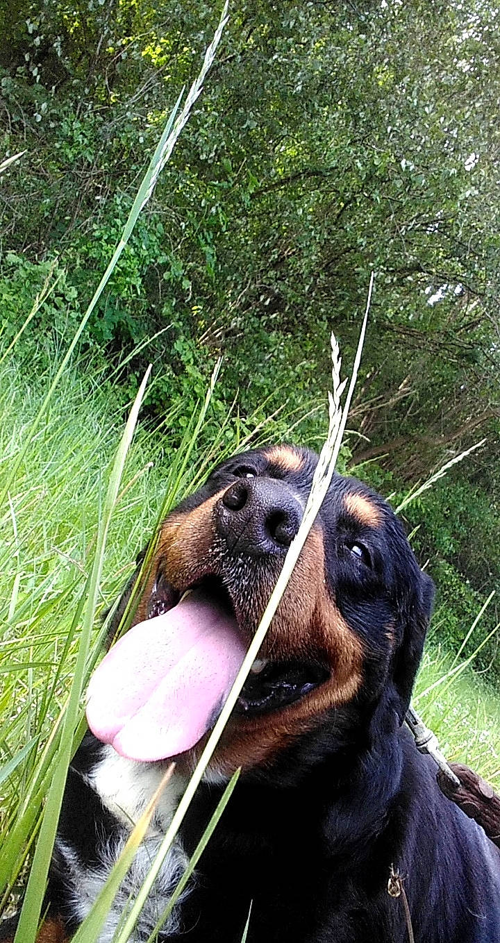 Jumper participe au concours pour gagner de l'argent avec cette photo : bridle, canidae, carnivore, collar, companion_dog, dog_breed, eye, fawn, goat, grass, liver, livestock, pet_supply, plant, snout, sporting_group, terrestrial_animal, whiskers, wire_fencing, working_animal
