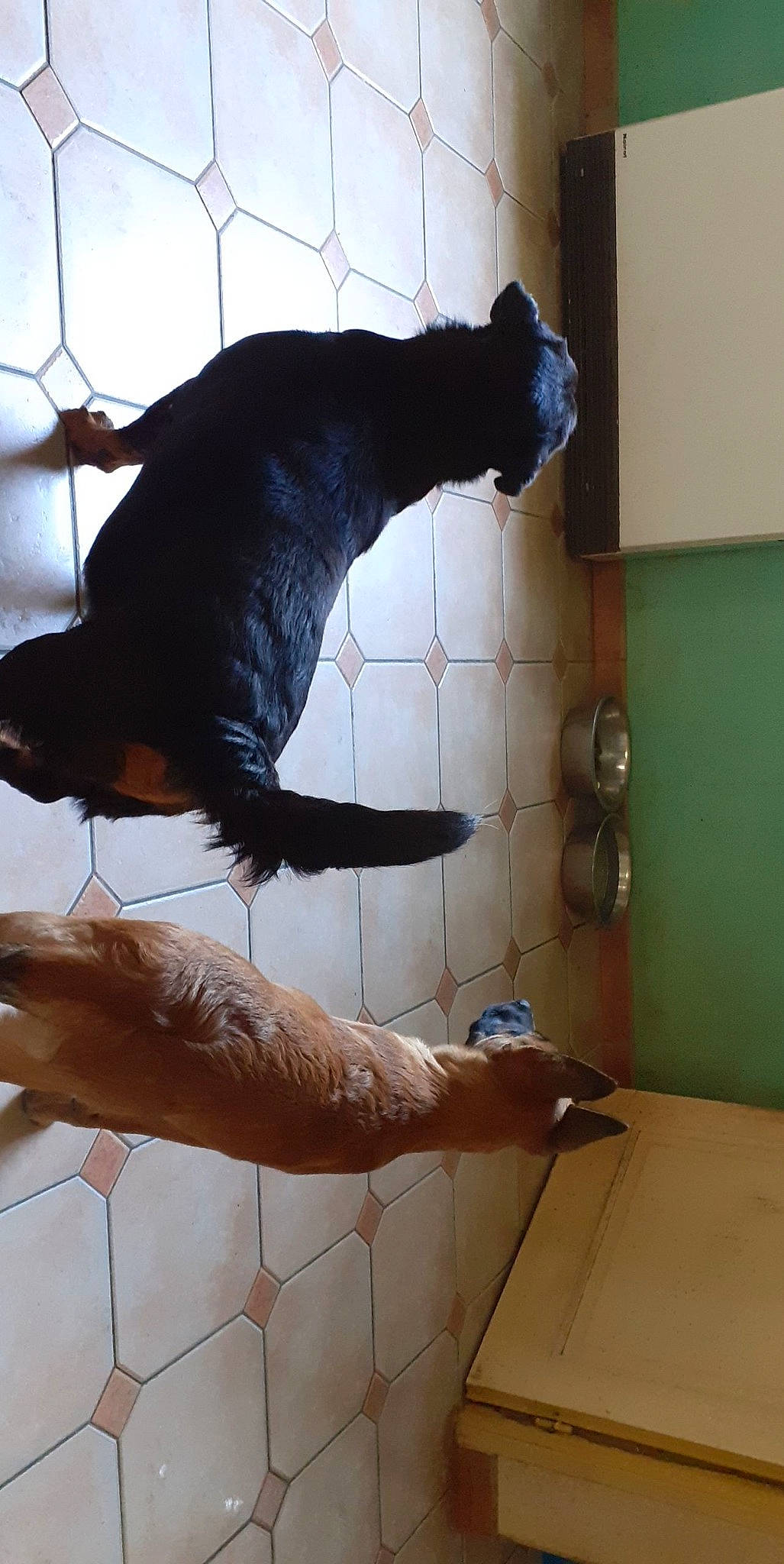 Jumper participe au concours pour gagner de l'argent avec cette photo : canidae, carnivore, companion_dog, dog_breed, fawn, felidae, fence, flooring, foot, fur, gesture, human_leg, knee, personal_protective_equipment, small_to_medium_sized_cats, snout, sporting_group, tail, whiskers, wood