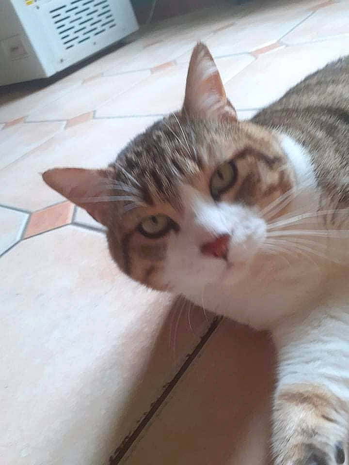 Réglisse participe au concours pour gagner de l'argent avec cette photo : carnivore, cat, claw, domestic_short_haired_cat, felidae, flooring, fur, home_appliance, paw, plant, small_to_medium_sized_cats, snout, tail, tree, whiskers, window, wood