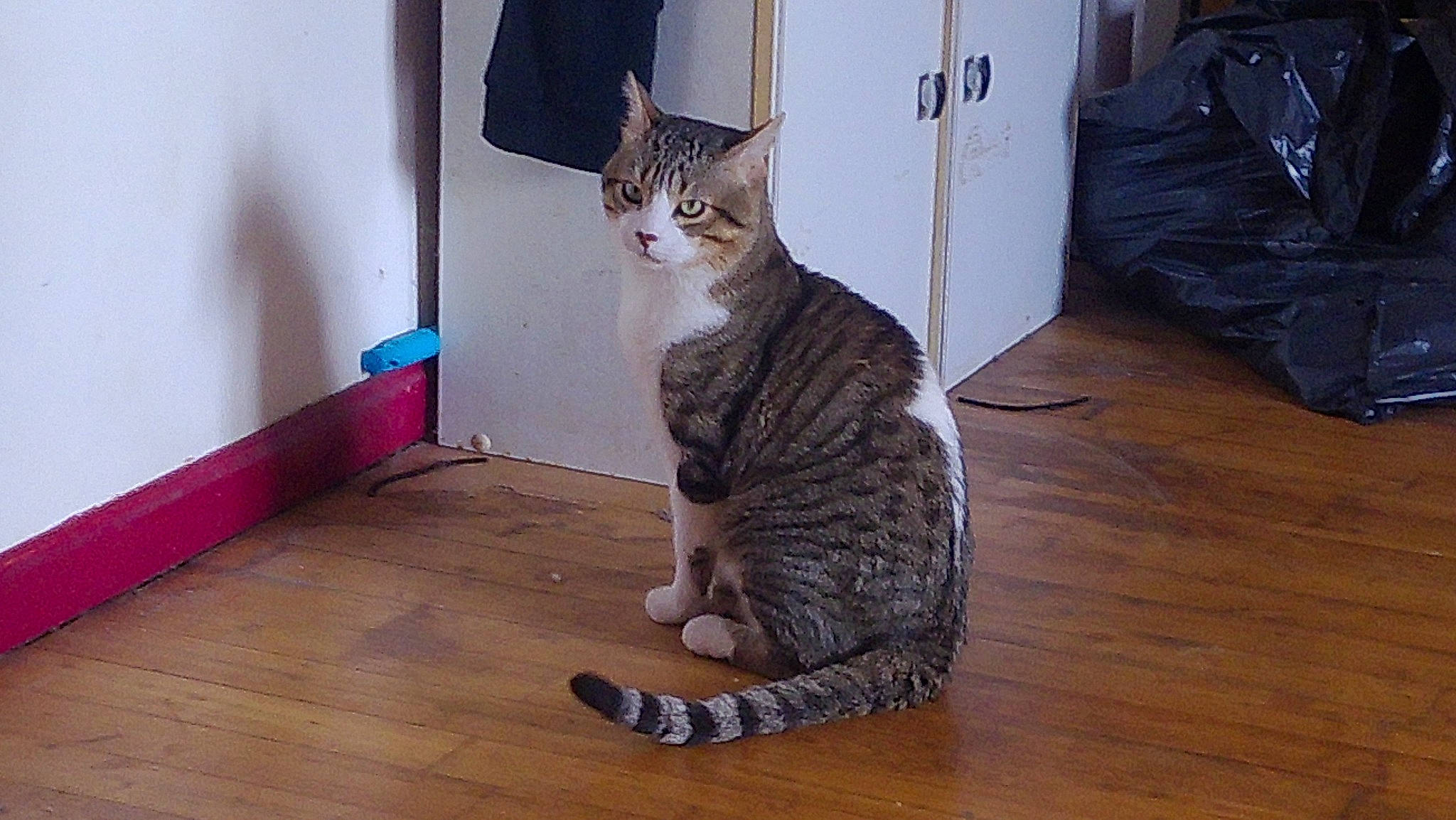 Réglisse participe au concours pour gagner de l'argent avec cette photo : carnivore, cat, domestic_short_haired_cat, door, felidae, floor, flooring, fur, grey, hardwood, laminate_flooring, paw, sitting, small_to_medium_sized_cats, snout, tail, varnish, whiskers, wood, wood_flooring