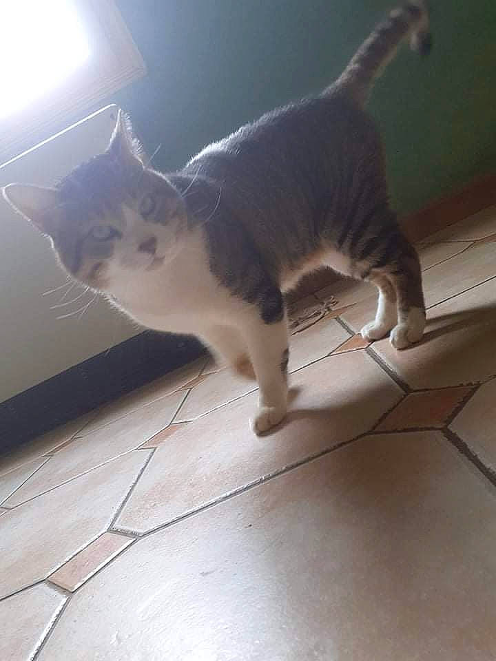 Réglisse a rejoint le concours — aidez-le/la à gagner de superbes lots ! carnivore, cat, ceiling, darkness, domestic_short_haired_cat, felidae, floor, flooring, fur, hardwood, lens_flare, paw, shadow, small_to_medium_sized_cats, snout, tail, tints_and_shades, whiskers, window, wood