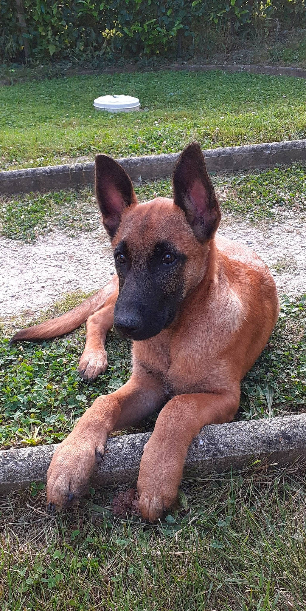 Tyson a rejoint le concours — aidez-le/la à gagner de superbes lots ! biting, carnivore, companion_dog, dog, dog_breed, fawn, foot, grass, groundcover, herbaceous_plant, herding_dog, liver, plant, snout, sporting_group, terrestrial_animal, whiskers, wildlife, working_animal, working_dog