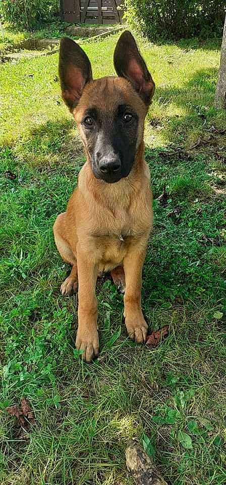 Tyson participe au concours pour gagner de l'argent avec cette photo : canidae, carnivore, collar, companion_dog, dog, dog_breed, dog_collar, fawn, grass, guard_dog, hunting_dog, liver, plant, snout, sporting_group, terrestrial_animal, whiskers, working_animal, working_dog