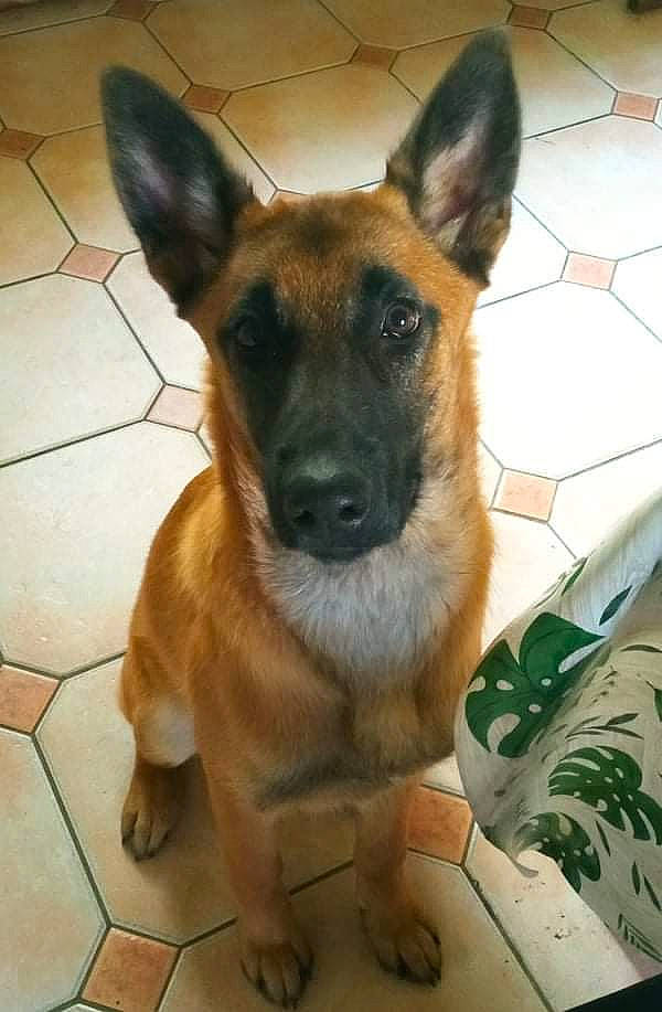 Tyson a rejoint le concours — aidez-le/la à gagner de superbes lots ! canidae, carnivore, collar, companion_dog, dog, dog_breed, dog_supply, ear, fawn, flooring, fur, herding_dog, paw, snout, sporting_group, terrestrial_animal, tile_flooring, whiskers, working_animal, working_dog