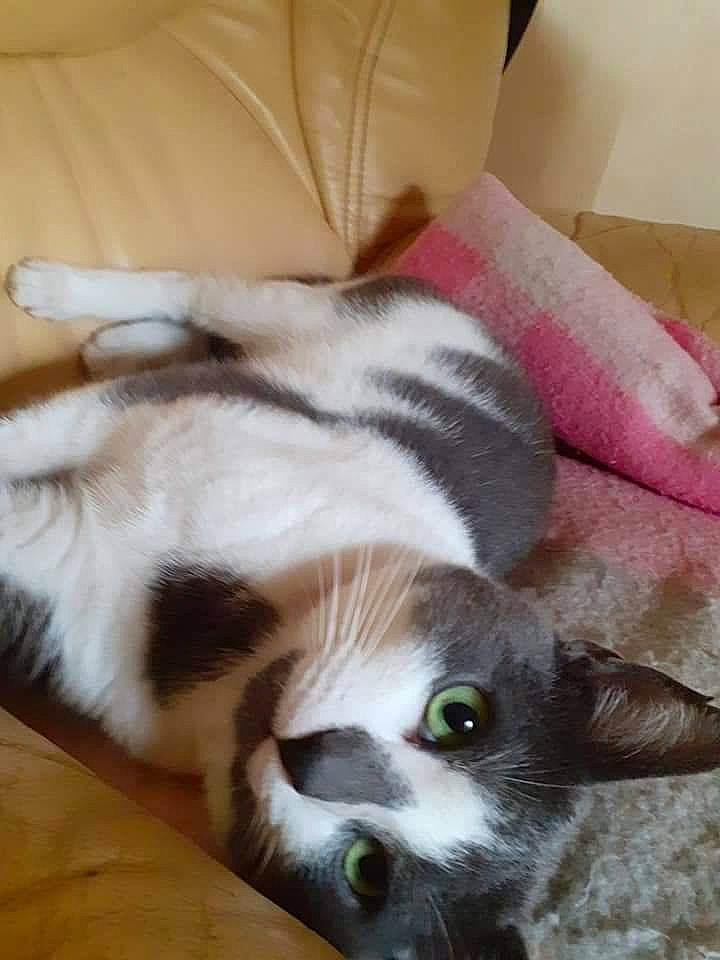 Tommy a rejoint le concours — aidez-le/la à gagner de superbes lots ! cardboard, carnivore, cat, claw, comfort, domestic_short_haired_cat, felidae, flooring, fur, hardwood, linens, nap, paw, photo_caption, small_to_medium_sized_cats, snout, tail, whiskers, wood