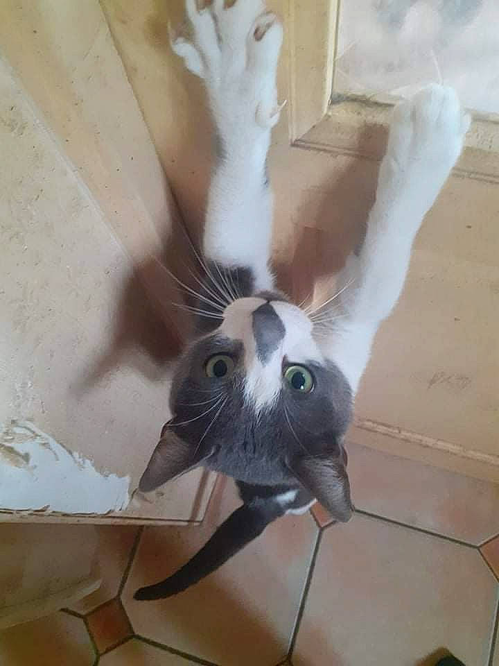 Tommy a rejoint le concours — aidez-le/la à gagner de superbes lots ! art, cat, domestic_short_haired_cat, fawn, feather, felidae, foot, fur, hardwood, human_leg, pet_supply, plaster, small_to_medium_sized_cats, snout, tail, visual_arts, whiskers, wing, wood, wrist